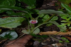 Boesenbergia tiliifolia